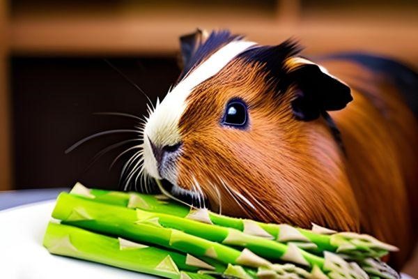 Can Guinea Pigs Eat Asparagus 2