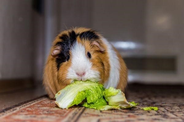 Can Guinea Pigs Eat Asparagus 2