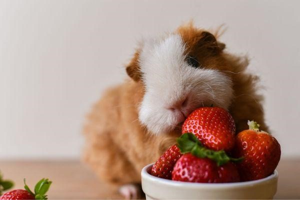 Can Guinea Pigs Eat Asparagus 2