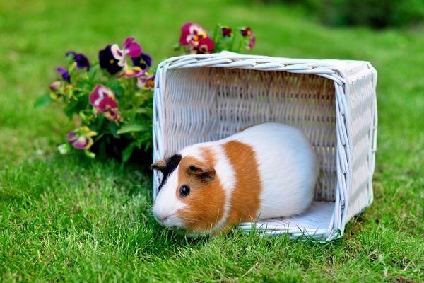 Can Guinea Pigs Eat Asparagus 2