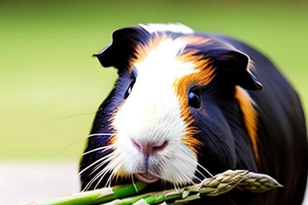 Can Guinea Pigs Eat Asparagus 2