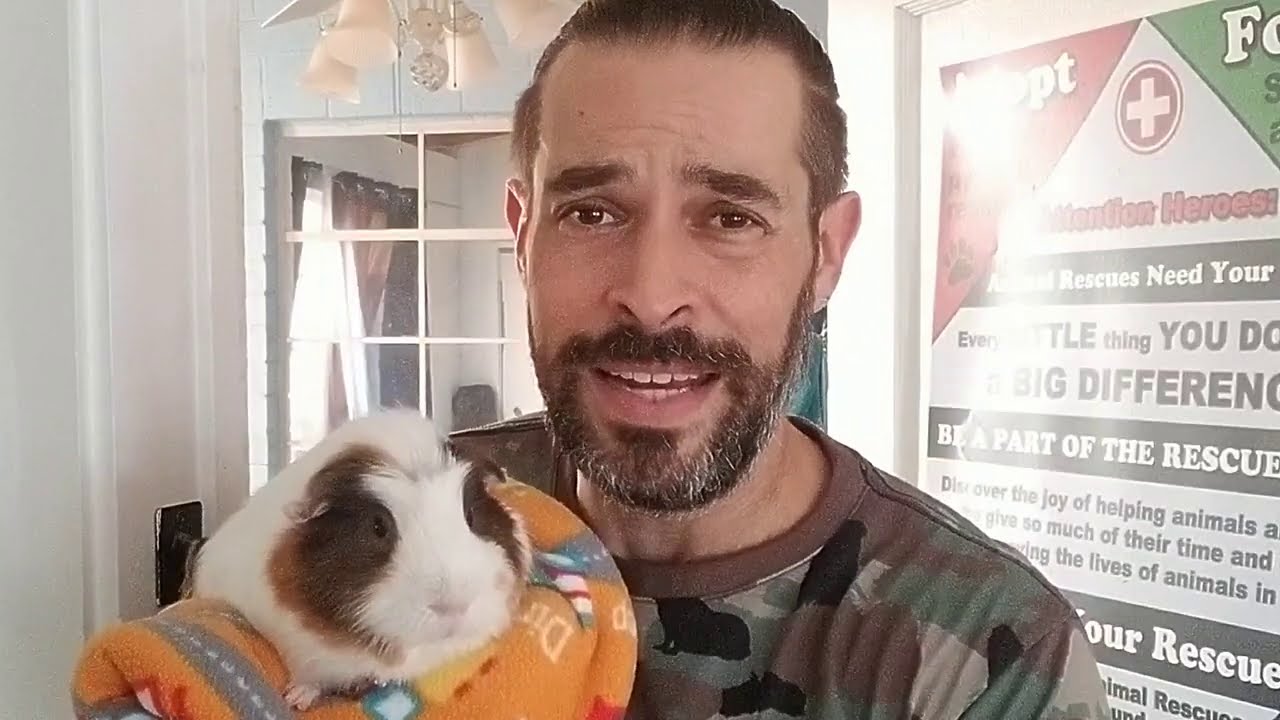 Bumblefoot in Guinea Pigs A Comprehensive Guide