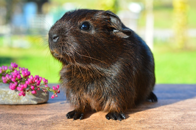 Bumblefoot in Guinea Pigs A Comprehensive Guide