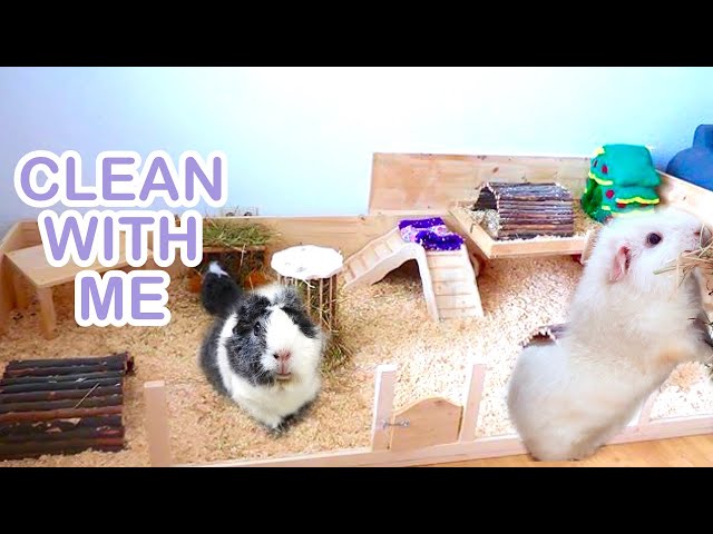 Cleaning Your Guinea Pig Cage