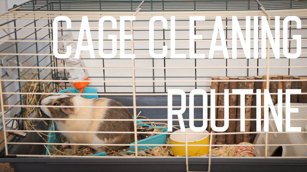 Cleaning Your Guinea Pig Cage