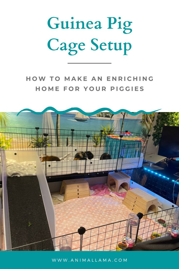 Guinea Pig Cage Setup A Comprehensive Guide