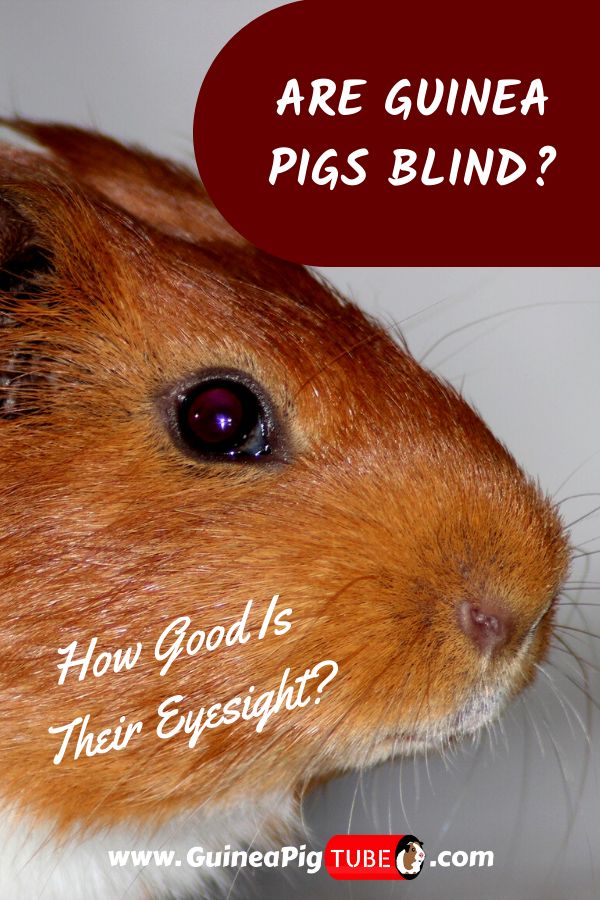 Guinea Pig Eye Discharge Causes, Treatment, and Prevention