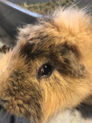 Guinea Pig Eye Discharge Causes, Treatment, and Prevention