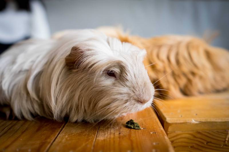 Guinea Pig Eye Discharge Causes, Treatment, and Prevention