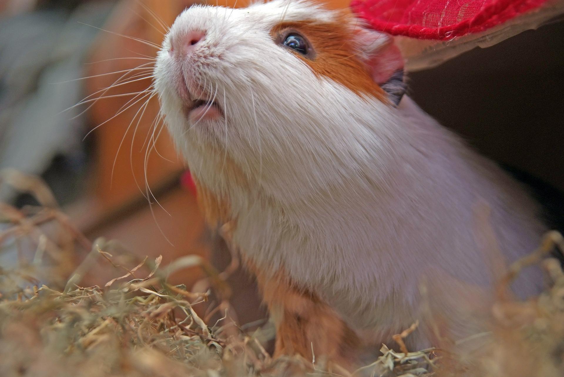 Guinea Pig Eye Discharge Causes, Treatment, and Prevention