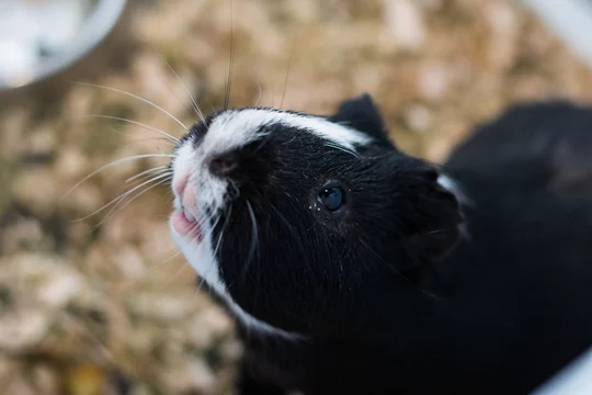 Guinea Pig Eye Discharge Causes, Treatment, and Prevention