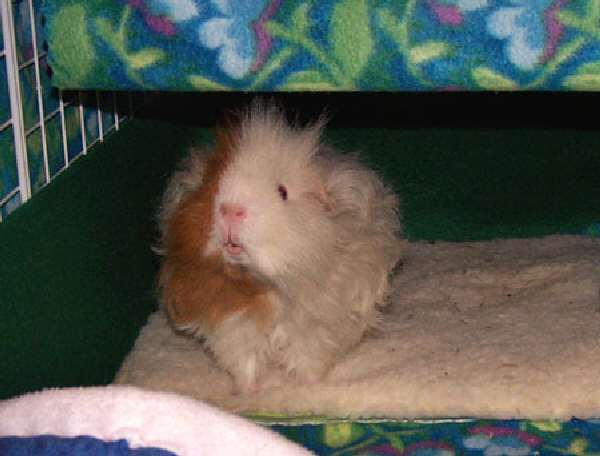 Guinea Pig Grooming A Comprehensive Guide