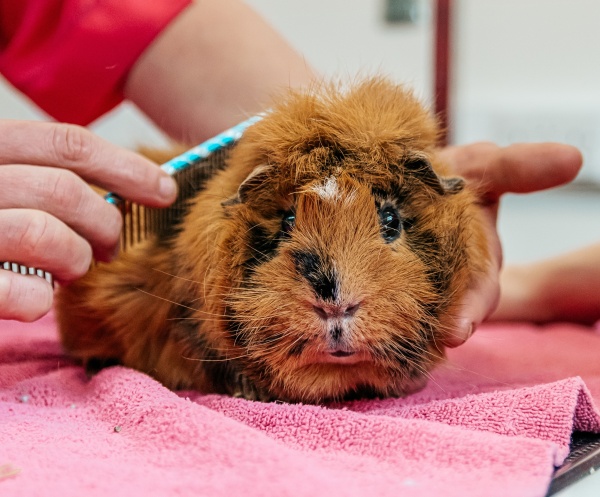 Guinea Pig Grooming A Comprehensive Guide