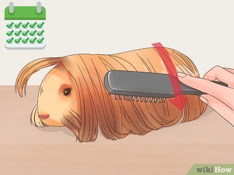 Guinea Pig Grooming A Comprehensive Guide