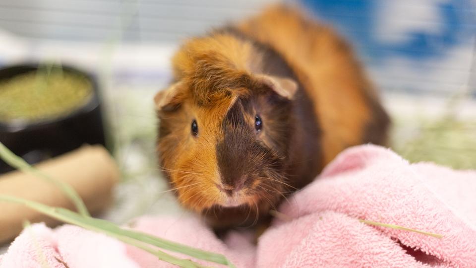 Guinea Pig Grooming A Comprehensive Guide