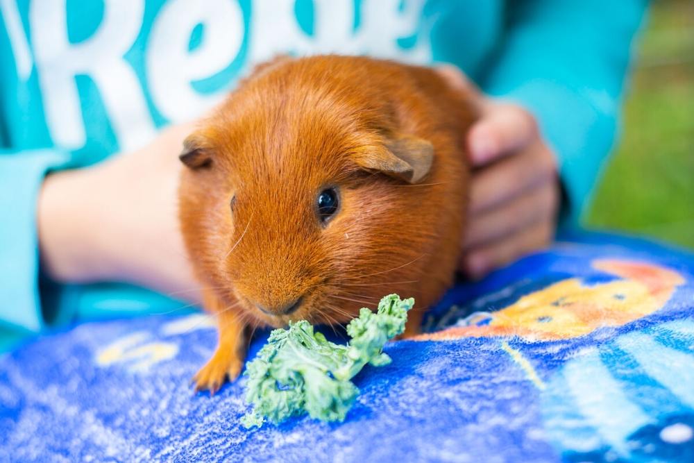 Guinea Pig Snacks Providing Your Furry Friend with a Healthy Diet