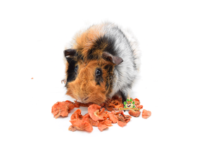 Guinea Pig Snacks Providing Your Furry Friend with a Healthy Diet