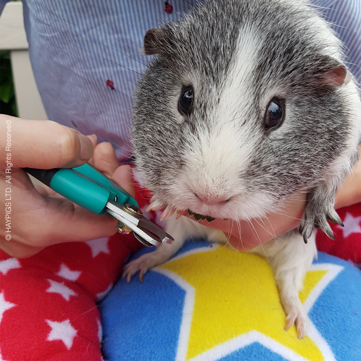 Guinea Pig Teeth Trimming A Comprehensive Guide