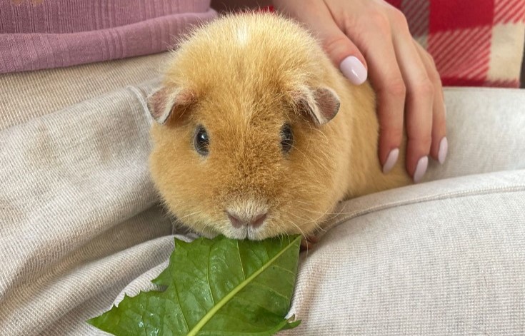 Guinea Pig Teeth Trimming A Comprehensive Guide