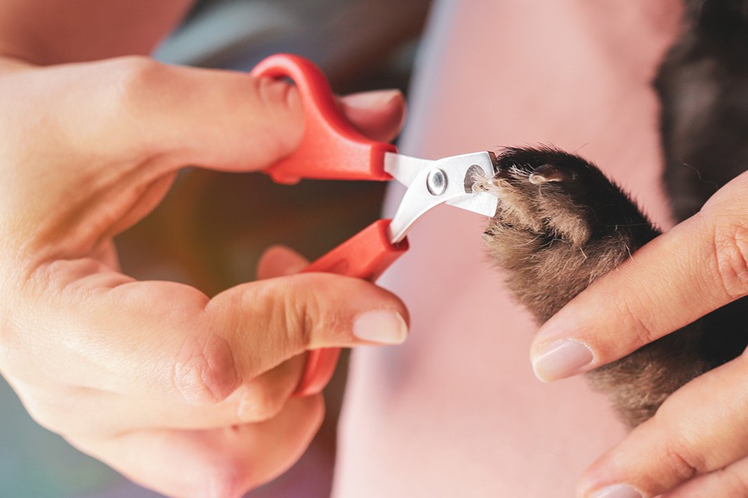 Guinea Pig Teeth Trimming A Comprehensive Guide