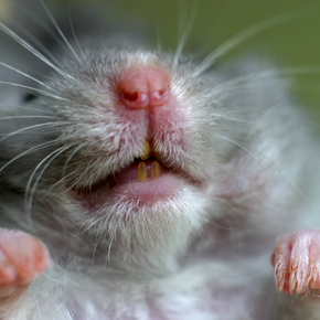 Guinea Pig Teeth Trimming A Comprehensive Guide