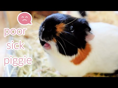 Hamster vs Guinea Pig A Comprehensive Guide to Choosing the Perfect Pet