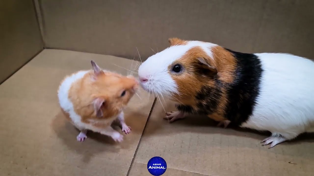 Hamster vs Guinea Pig A Comprehensive Guide to Choosing the Perfect Pet