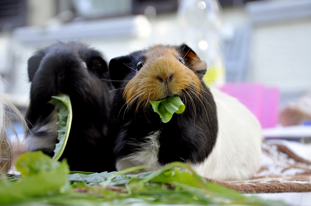 How Long Can a Guinea Pig Go Without Food?