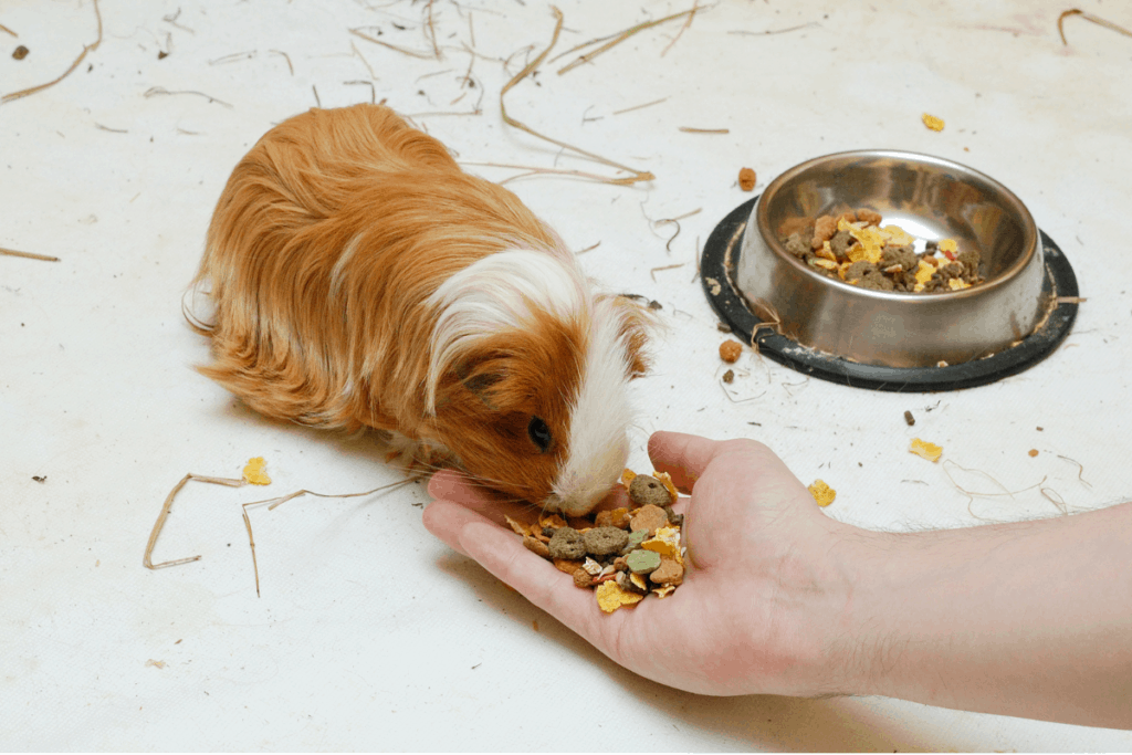 How Long Can a Guinea Pig Go Without Food?