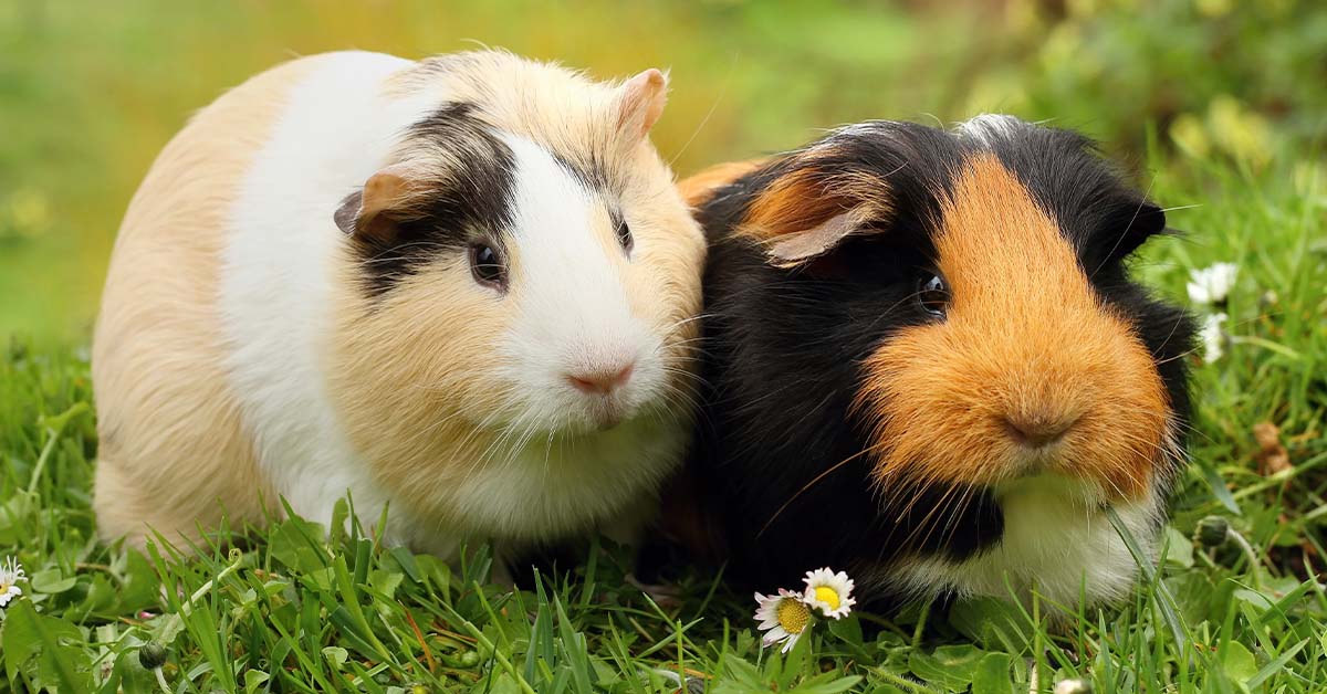 How Long Can a Guinea Pig Go Without Food?