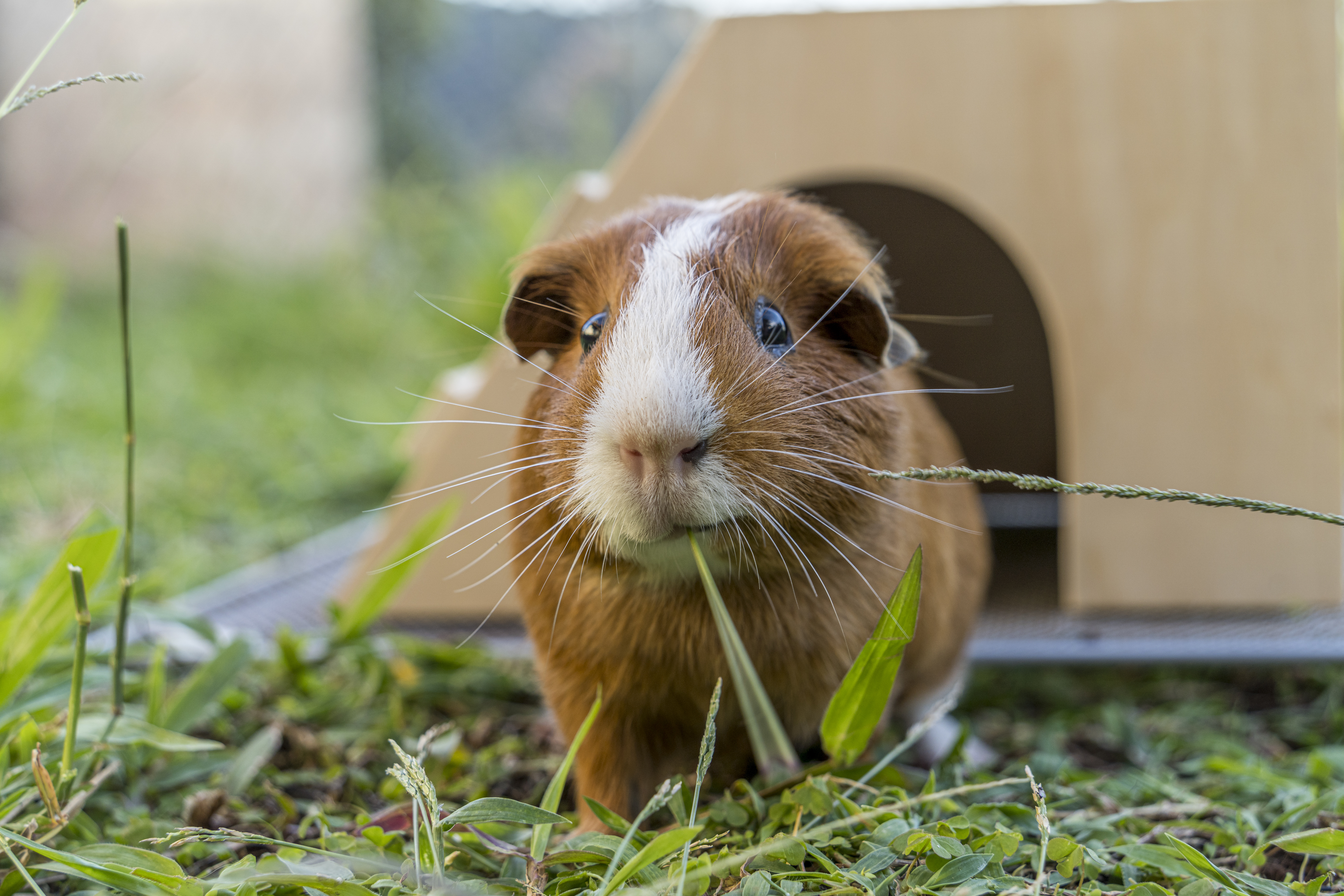 How Long Can a Guinea Pig Go Without Food?