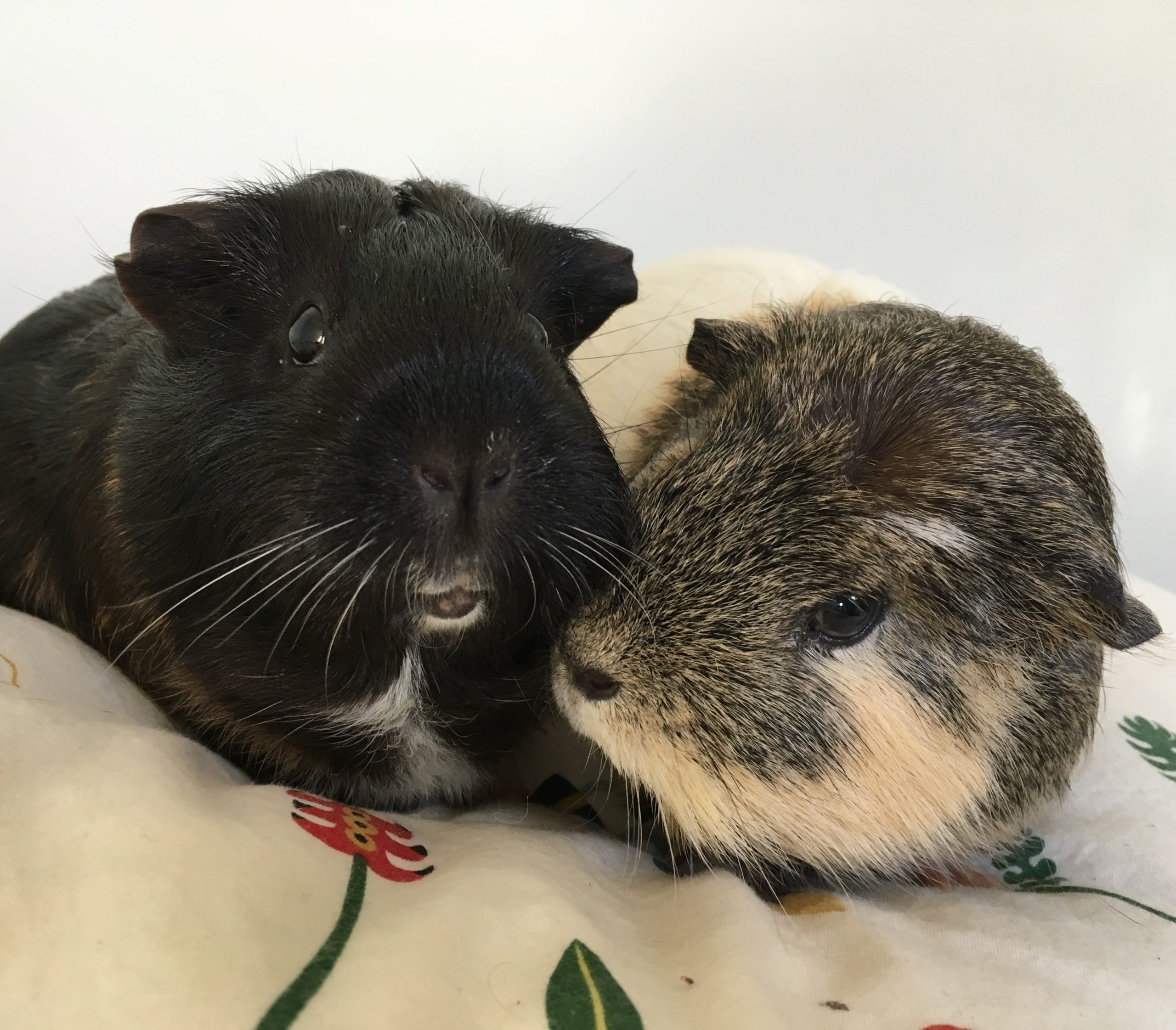 How Long Can a Guinea Pig Go Without Water?