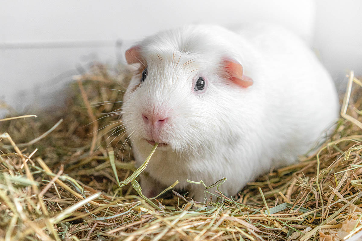 How Long Can a Guinea Pig Go Without Water?