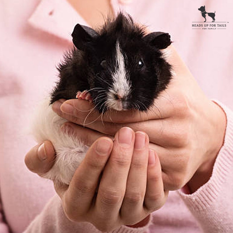 How Long Can a Guinea Pig Go Without Water?