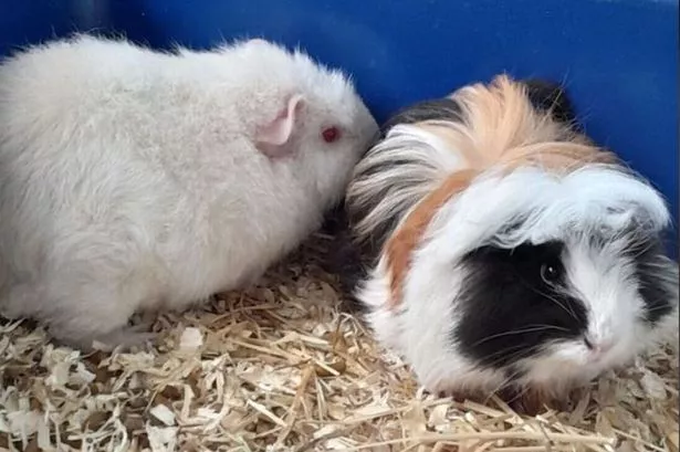 How to Know If Your Guinea Pig Is Dying