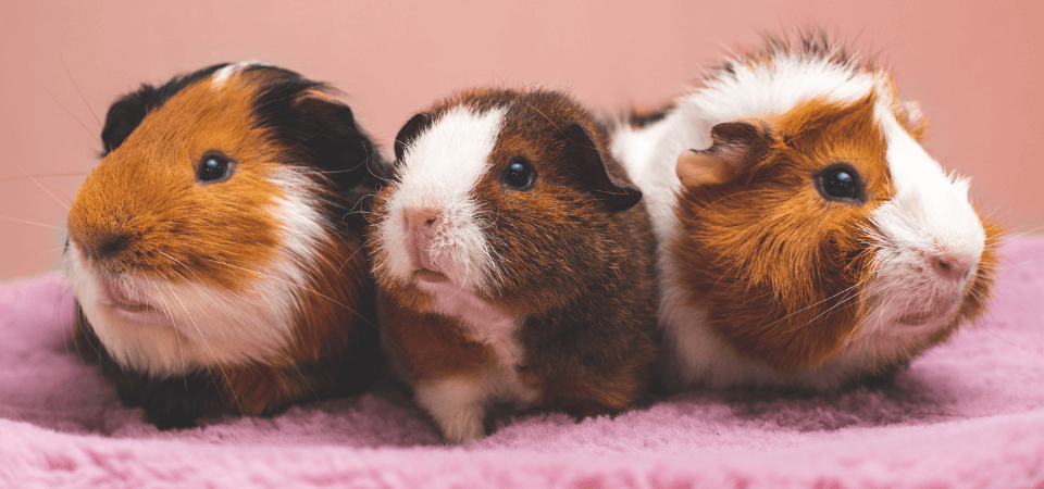 How to Know If Your Guinea Pig Is Dying