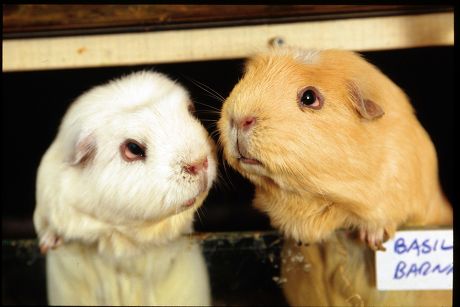 Sick Guinea Pig Causes, Symptoms, Treatment, and Prevention