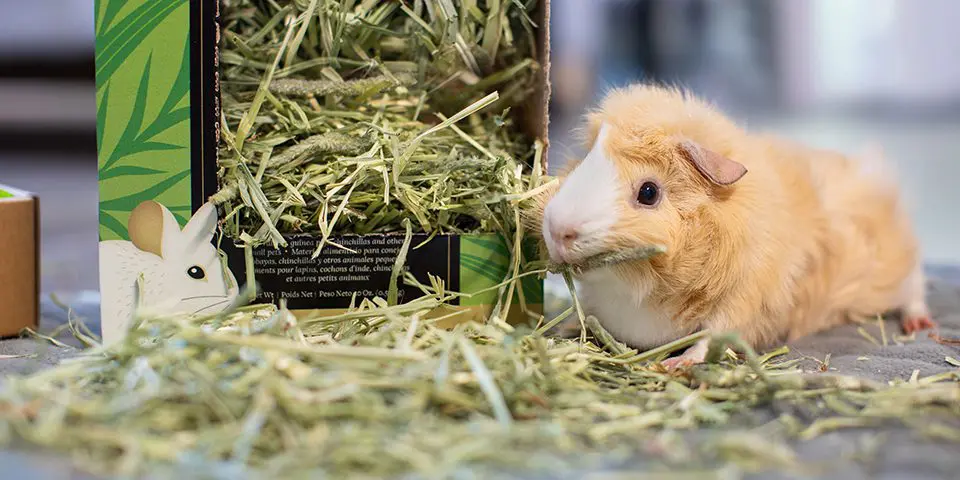 Sick Guinea Pig Causes, Symptoms, Treatment, and Prevention