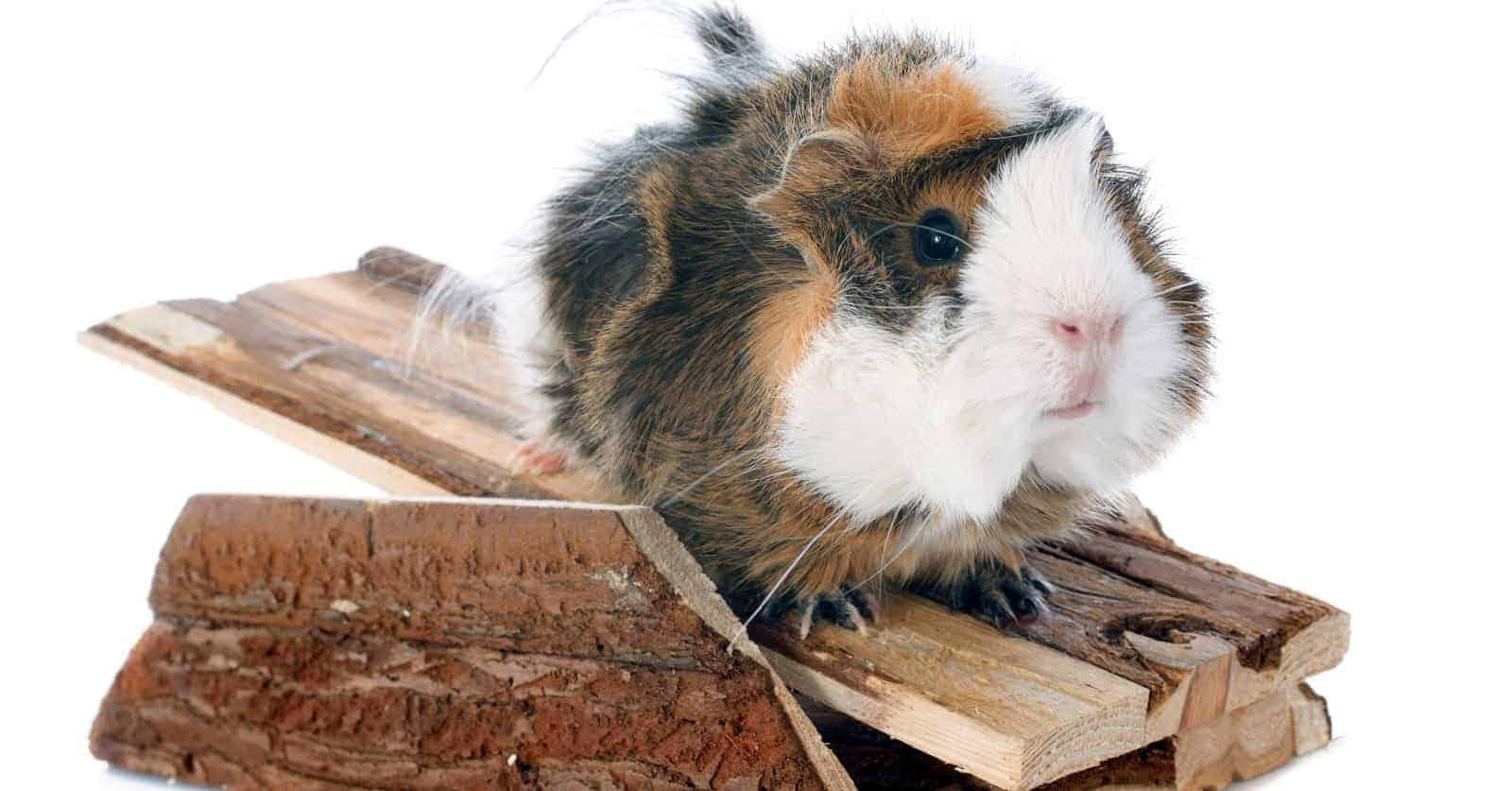 the Best Guinea Pig Toys