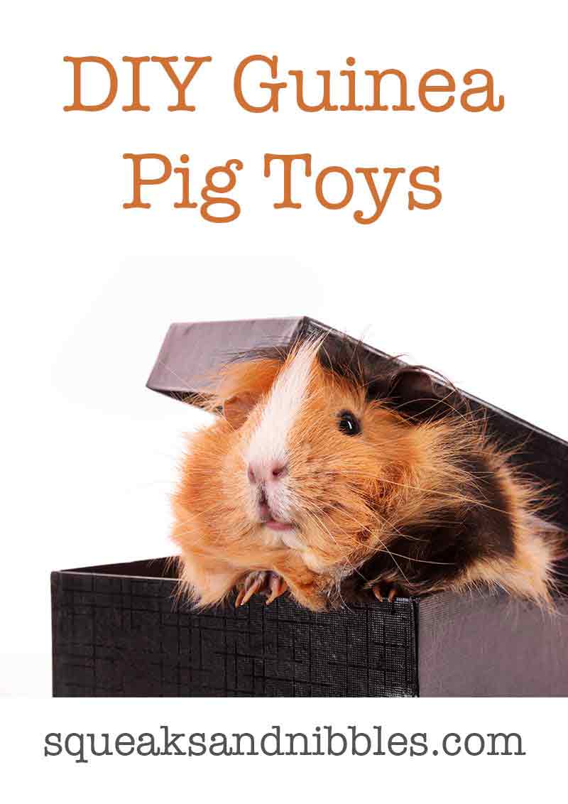 the Best Guinea Pig Toys