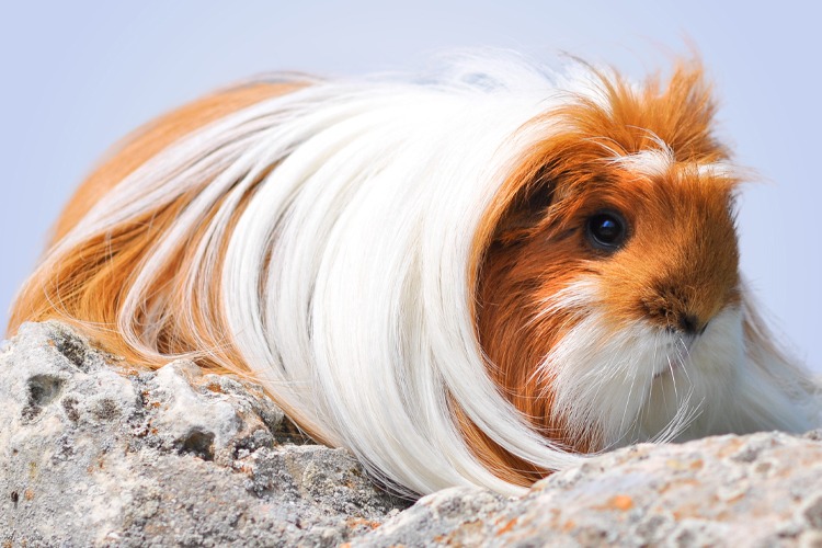 The Long-Haired Guinea Pig A Comprehensive Guide