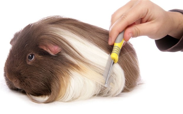 The Long-Haired Guinea Pig A Comprehensive Guide