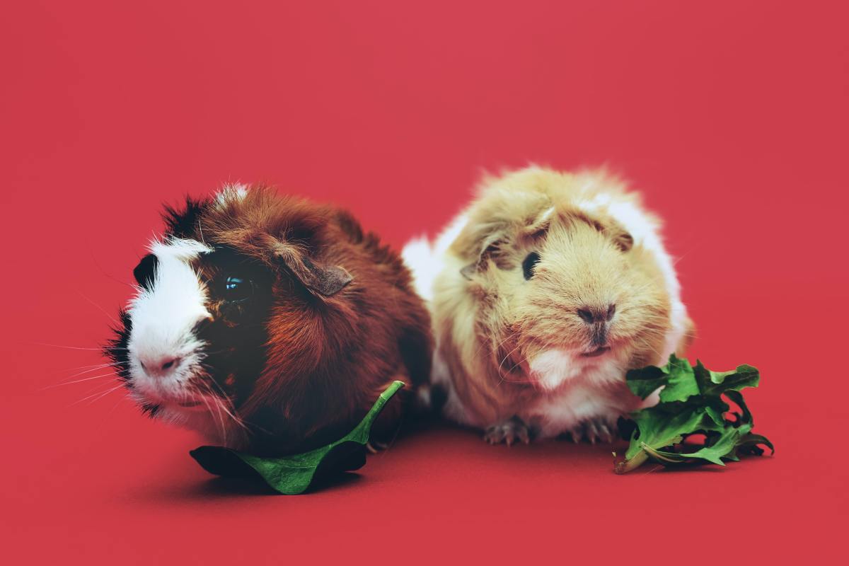 A Comprehensive Guide to Feeding Your Guinea Pig From Hay to Treats