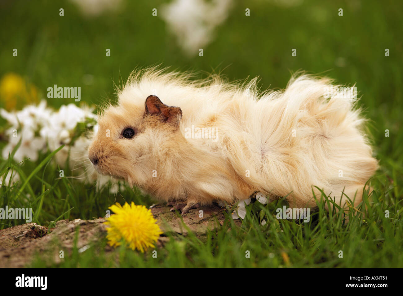 Abyssinian Guinea Pigs A Comprehensive Guide