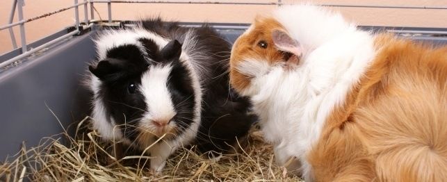 Abyssinian Guinea Pigs A Comprehensive Guide