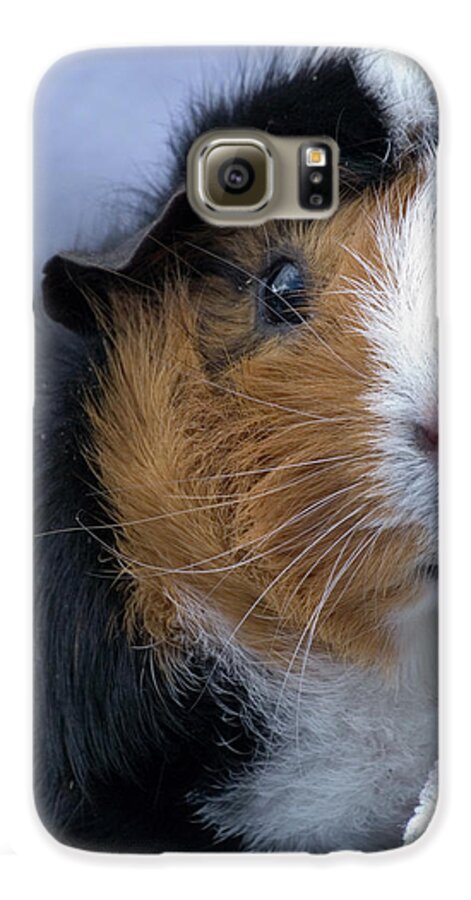 Abyssinian Guinea Pigs A Comprehensive Guide