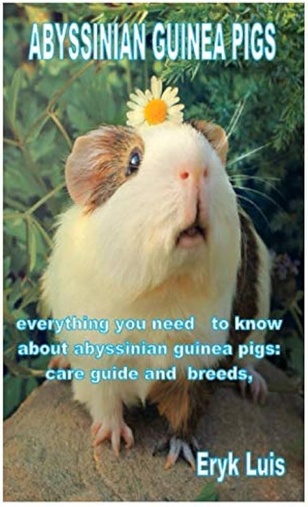 Abyssinian Guinea Pigs A Comprehensive Guide