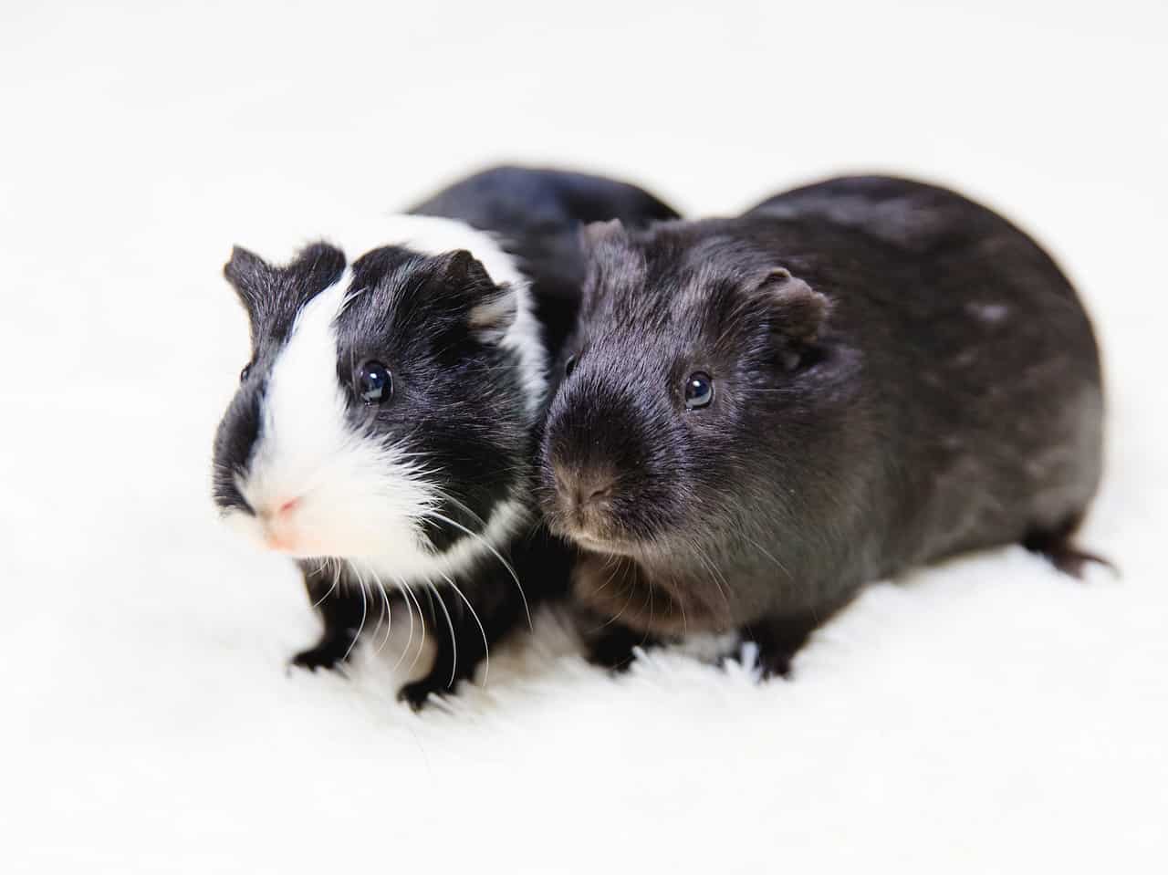 Are Guinea Pigs the Right Pet for You?