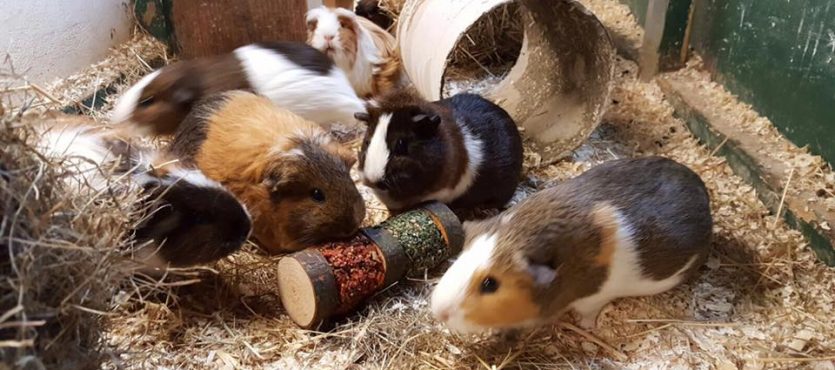 Are Guinea Pigs the Right Pet for You?