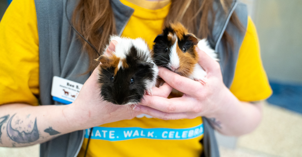 Are Guinea Pigs the Right Pet for You?